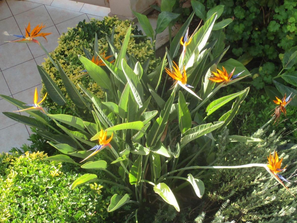 Néa Mákri Villa Verde Apart-Hotel מראה חיצוני תמונה
